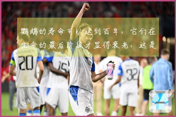 鹦鹉的寿命可以达到百年，它们在生命的最后阶段才显得衰老，这是真的吗？