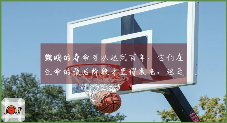 鹦鹉的寿命可以达到百年，它们在生命的最后阶段才显得衰老，这是真的吗？